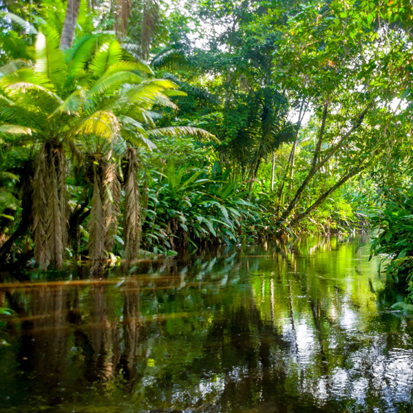 Amazon River