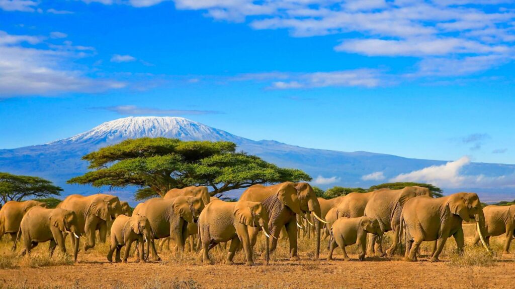 Africa